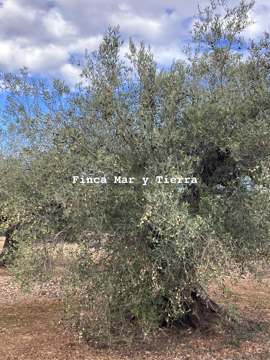 Terre non Aménagée à vendre à El Perello - 77 000 € (Ref: 9439929)