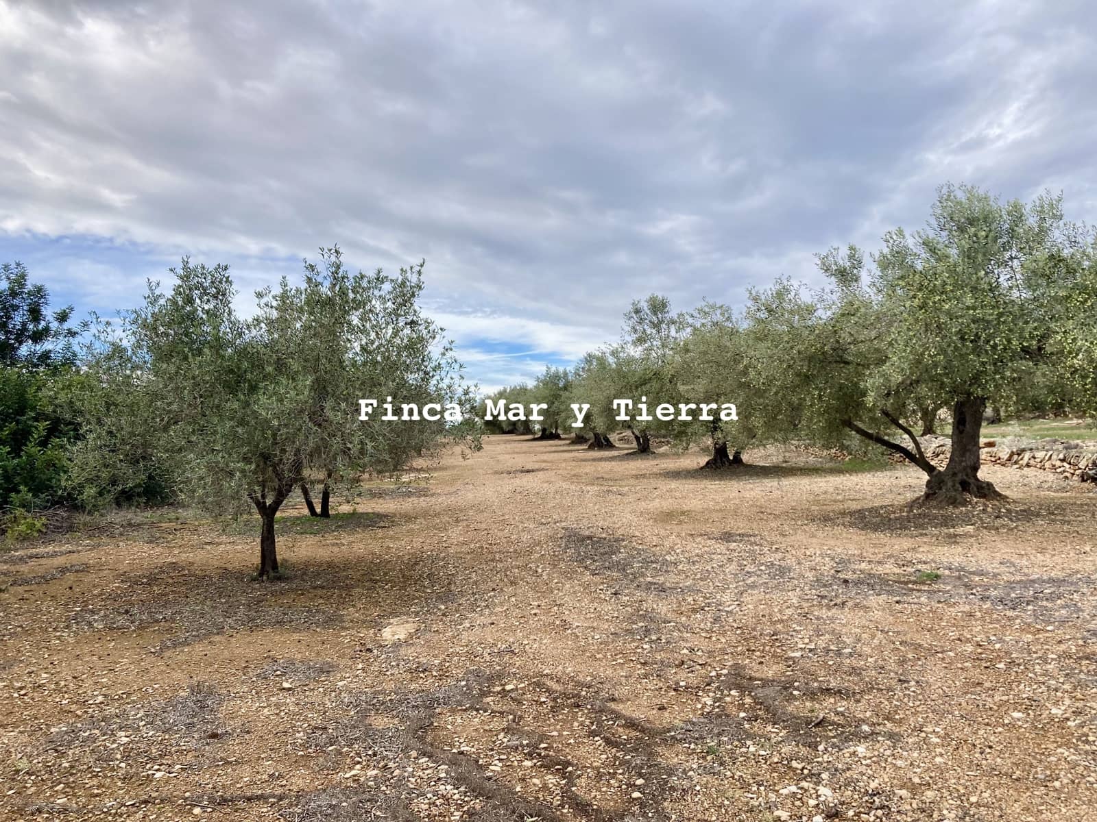 Terre non Aménagée à vendre à El Perello - 77 000 € (Ref: 9439929)