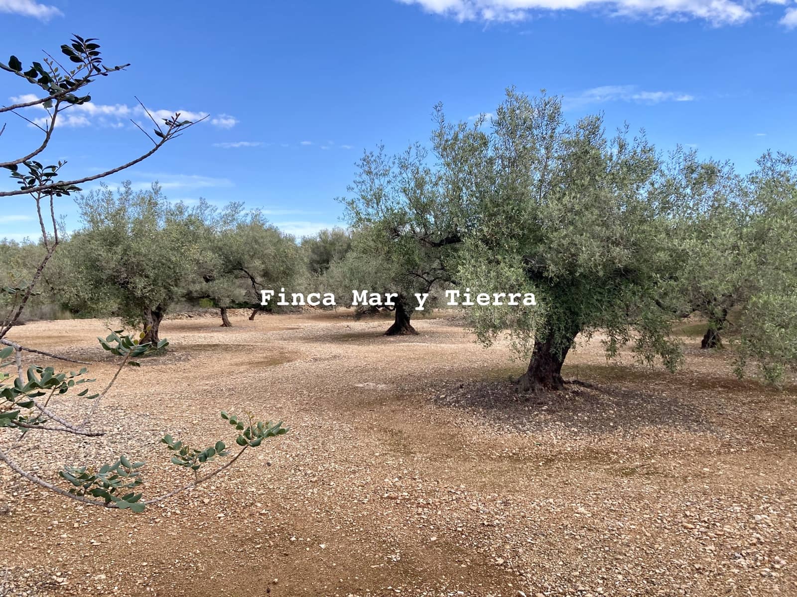 Terre non Aménagée à vendre à El Perello - 77 000 € (Ref: 9439929)