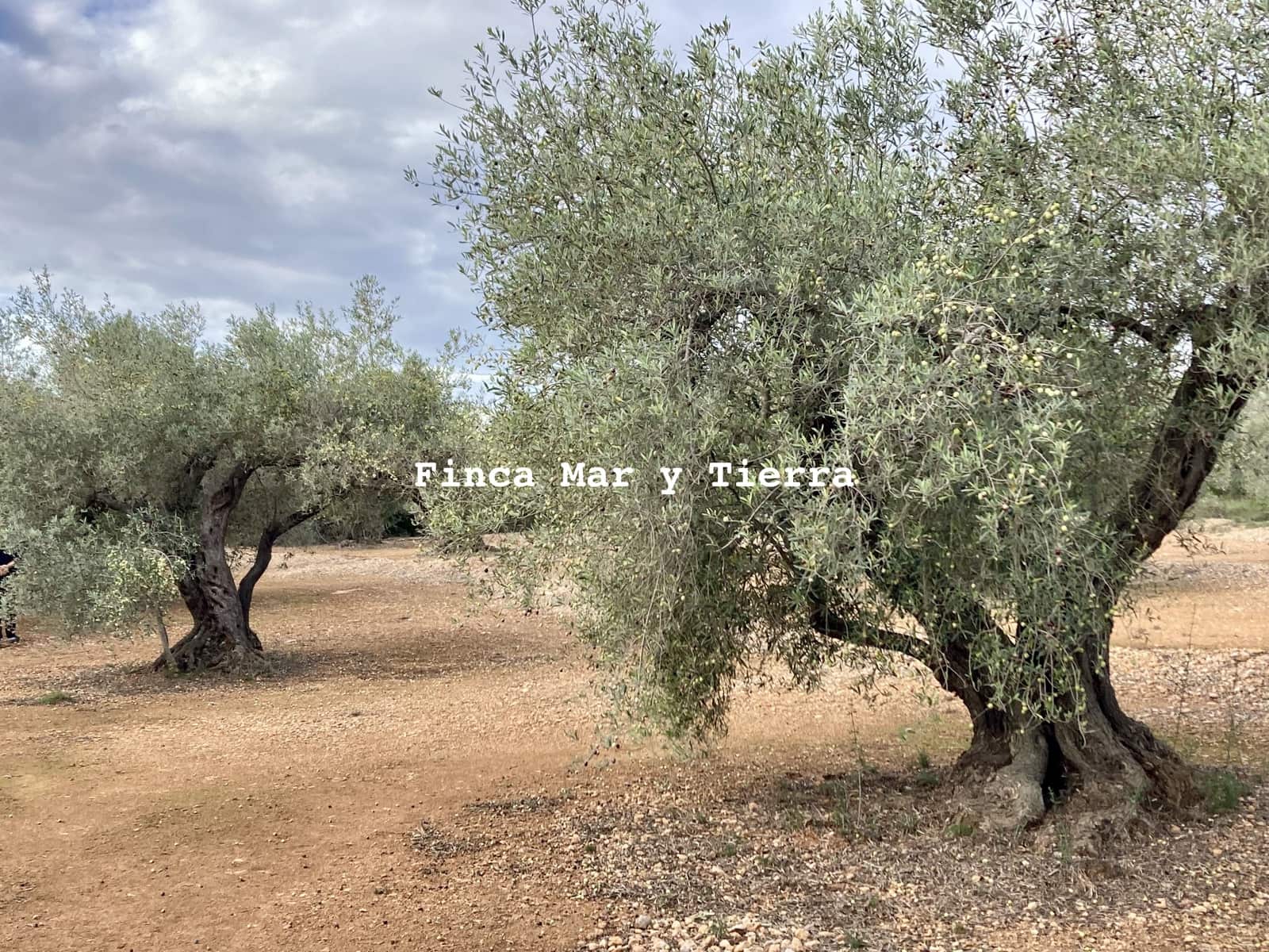 Terre non Aménagée à vendre à El Perello - 77 000 € (Ref: 9439929)