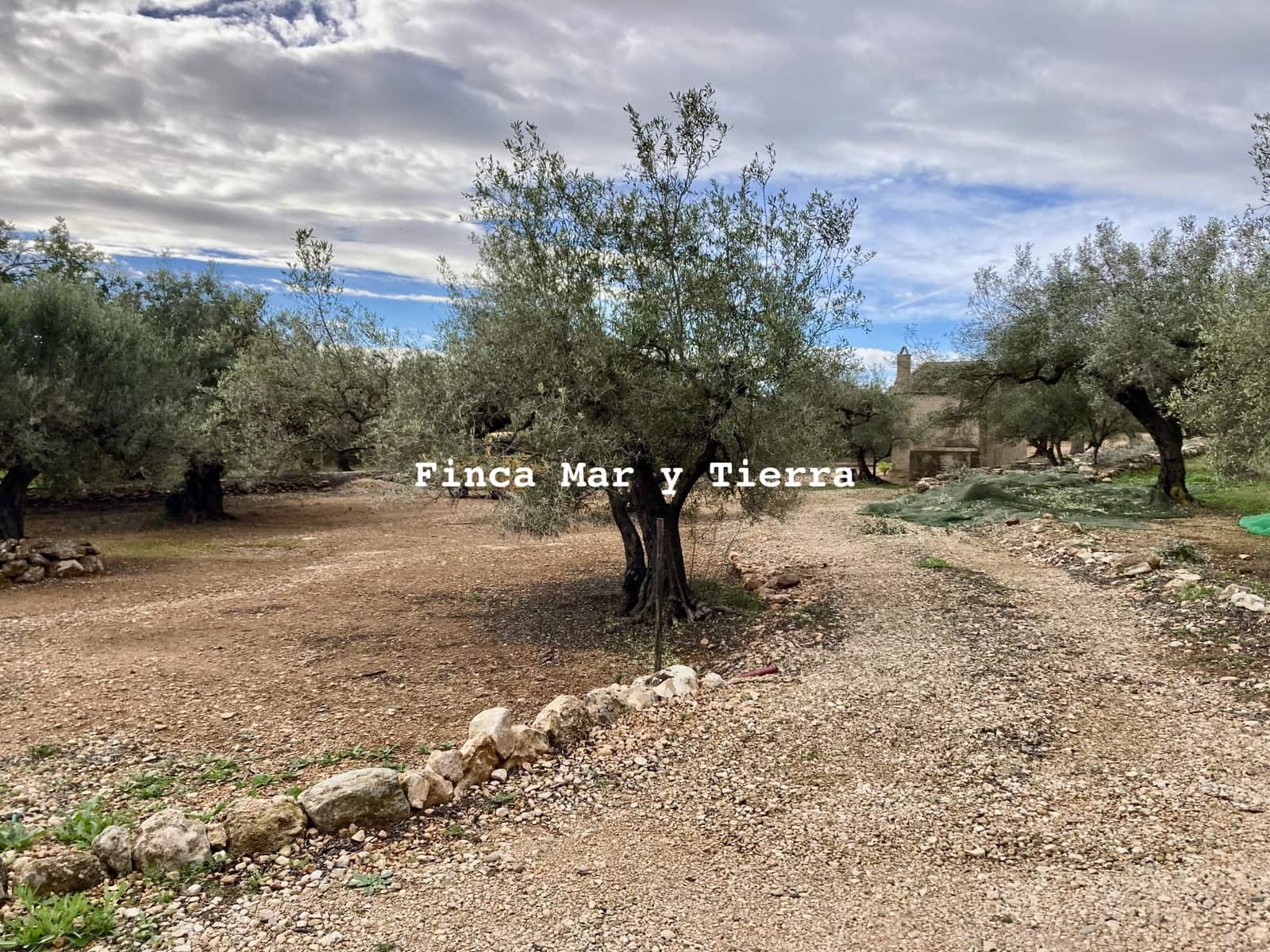 Terre non Aménagée à vendre à El Perello - 77 000 € (Ref: 9439929)