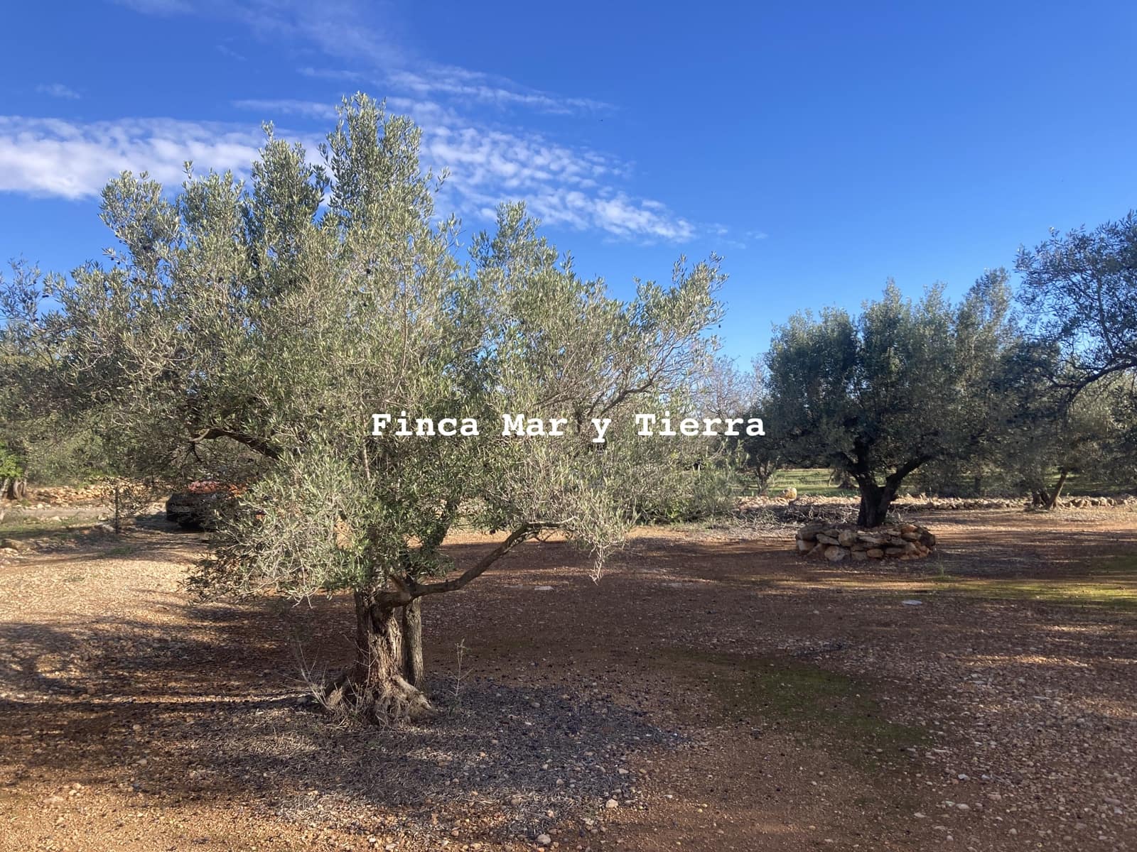 Terre non Aménagée à vendre à El Perello - 77 000 € (Ref: 9439929)