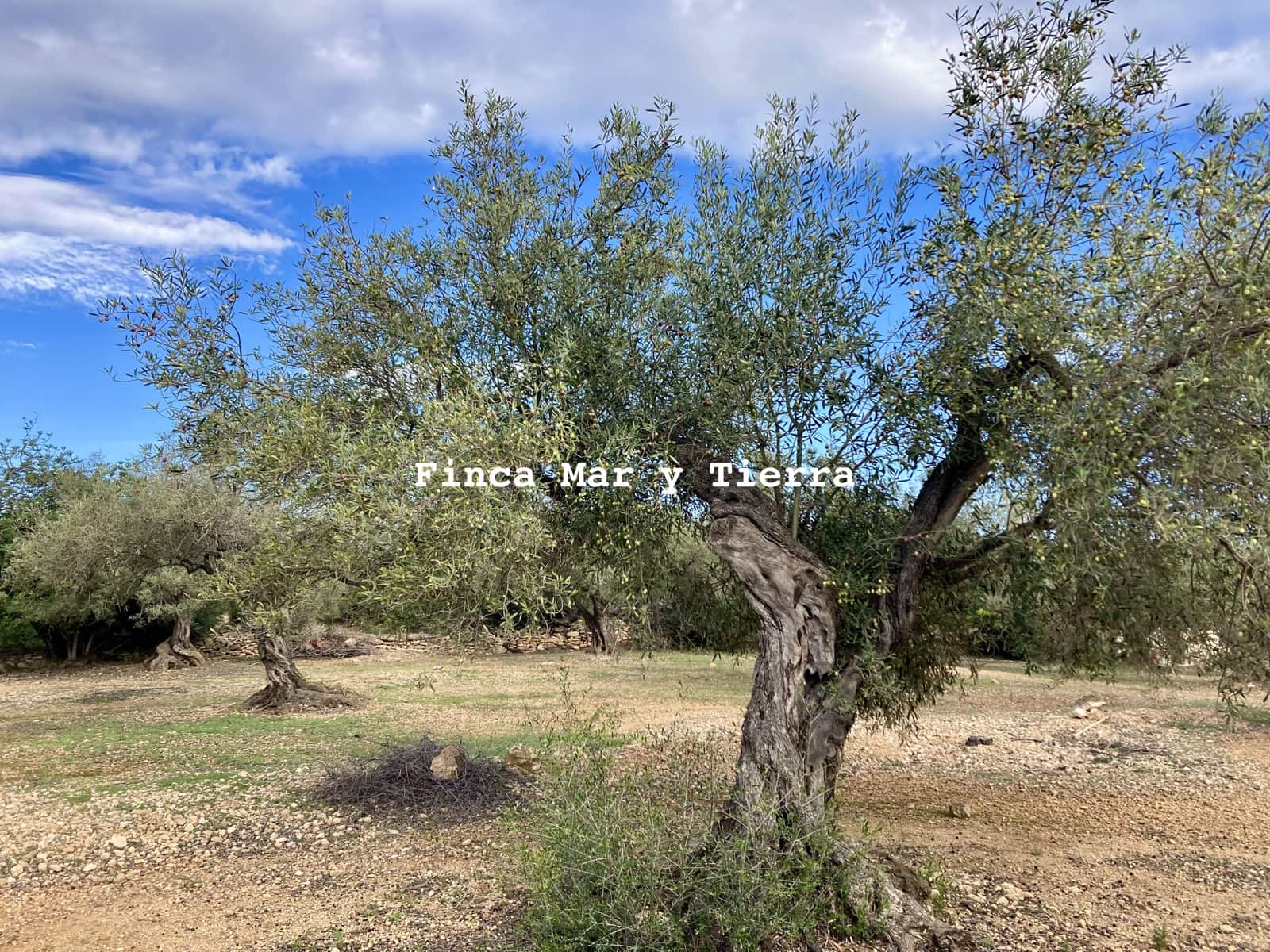 Terre non Aménagée à vendre à El Perello - 77 000 € (Ref: 9439929)