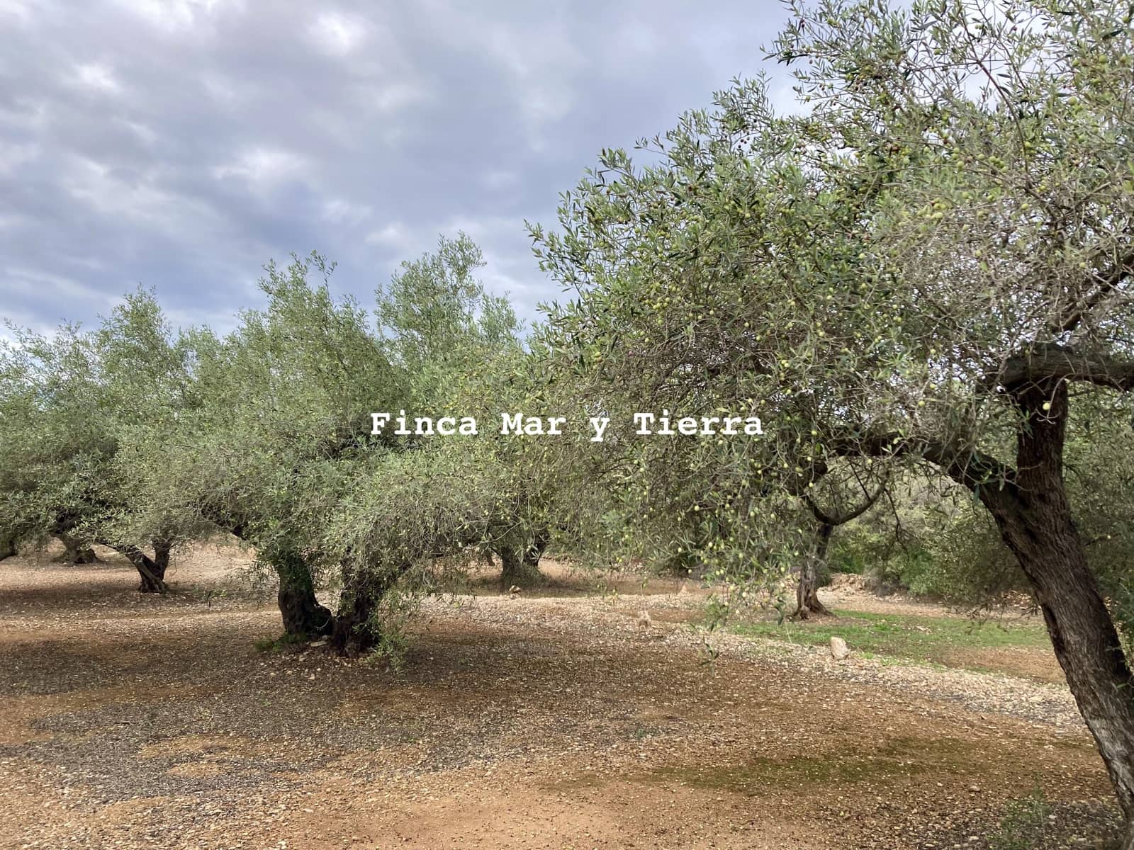 Terre non Aménagée à vendre à El Perello - 77 000 € (Ref: 9439929)