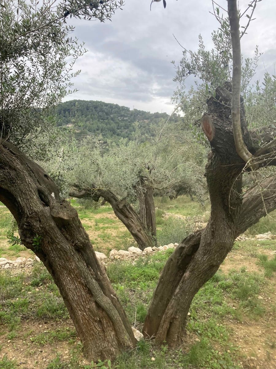 Quinta/Casa Rural para venda em L'Ampolla com garagem - 135 000 € (Ref: 9454780)