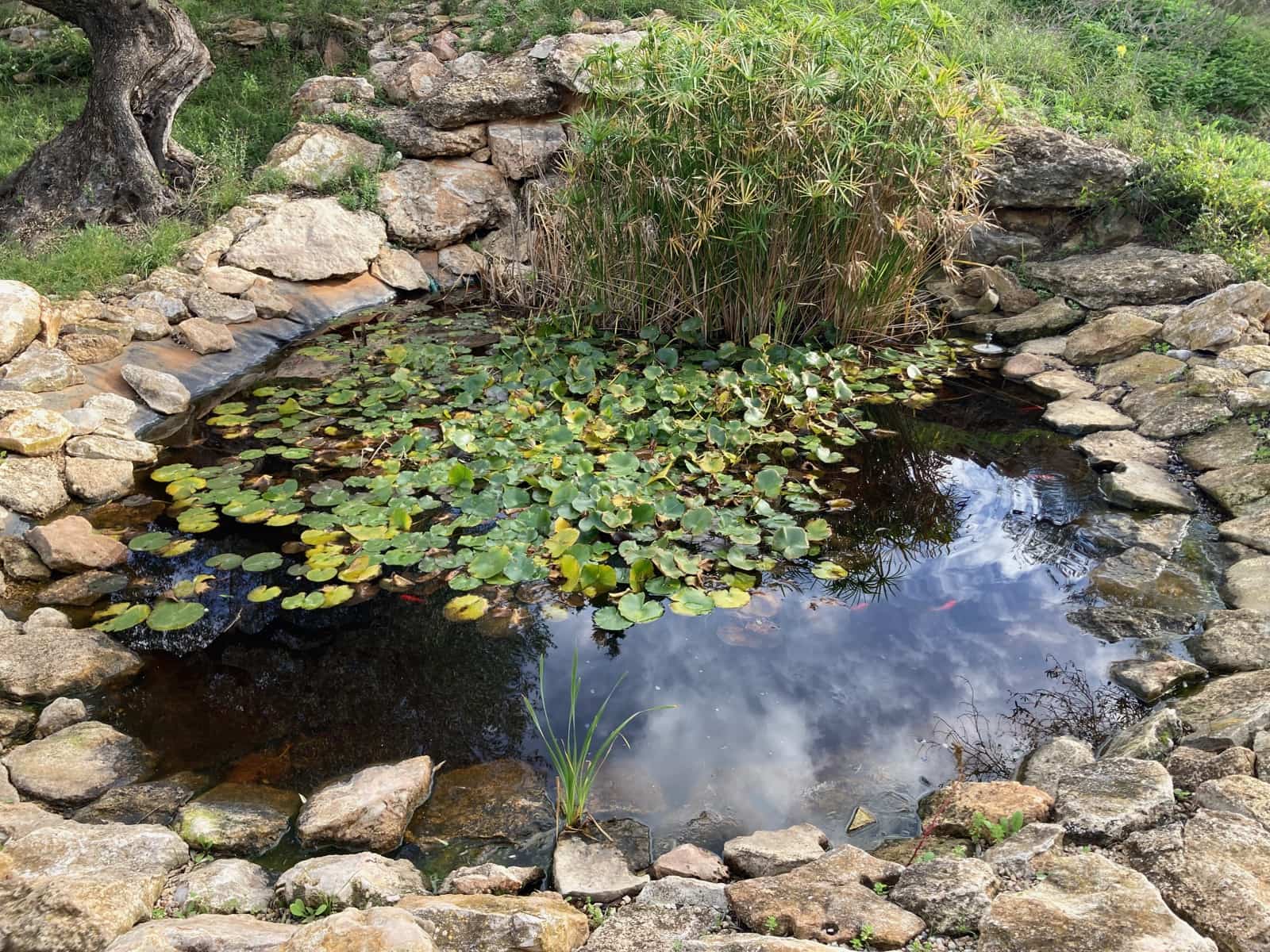 5 chambre Chambres d'Hôtes/B&B à vendre à L'Ampolla avec piscine - 430 000 € (Ref: 9455710)