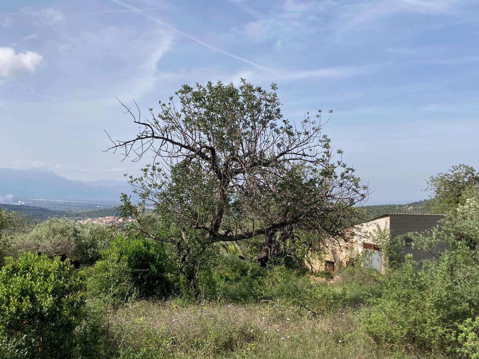 2 slaapkamer Finca/Landhuis te koop in El Perello - € 74.000 (Ref: 9870351)