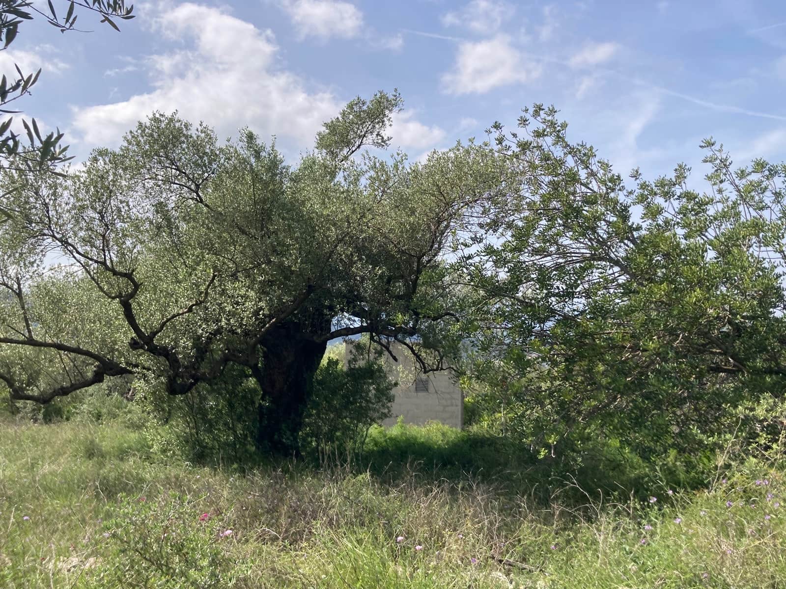 2 slaapkamer Finca/Landhuis te koop in El Perello - € 74.000 (Ref: 9870351)