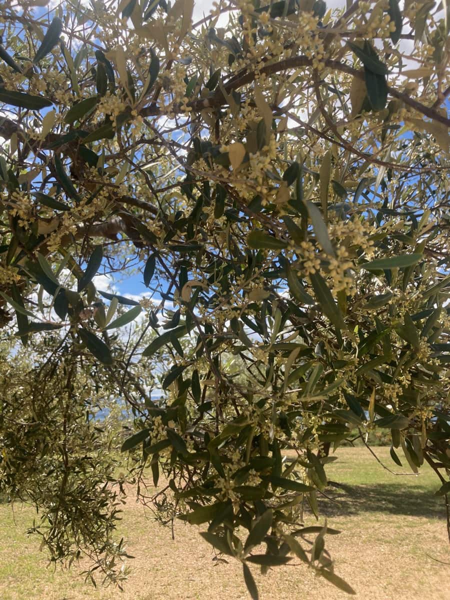 1 Zimmer Finca/Landgut zu verkaufen in El Perello - 33.000 € (Ref: 9870367)