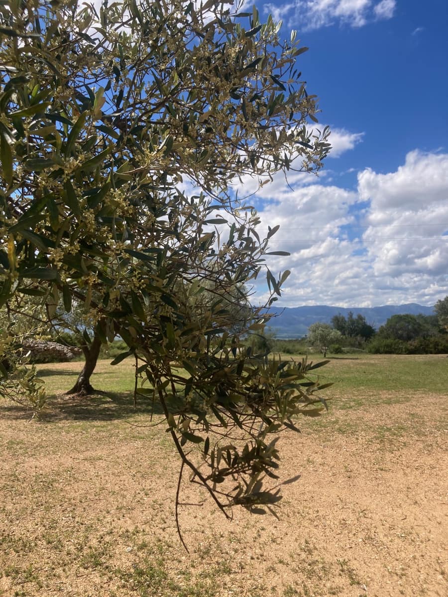 1 Zimmer Finca/Landgut zu verkaufen in El Perello - 33.000 € (Ref: 9870367)