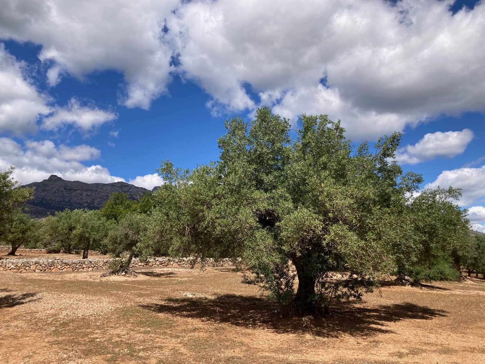 2 slaapkamer Finca/Landhuis te koop in El Perello - € 89.000 (Ref: 9870387)