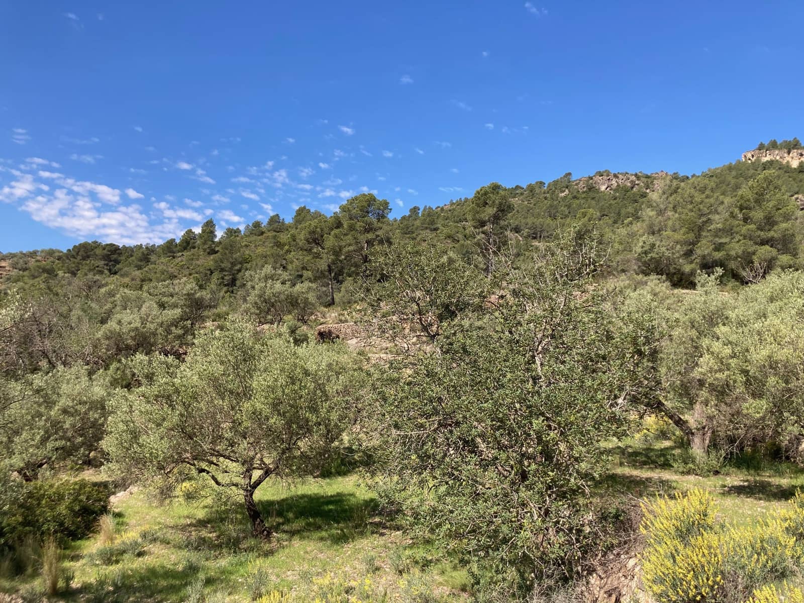 1 slaapkamer Finca/Landhuis te koop in El Perello - € 39.000 (Ref: 9870427)