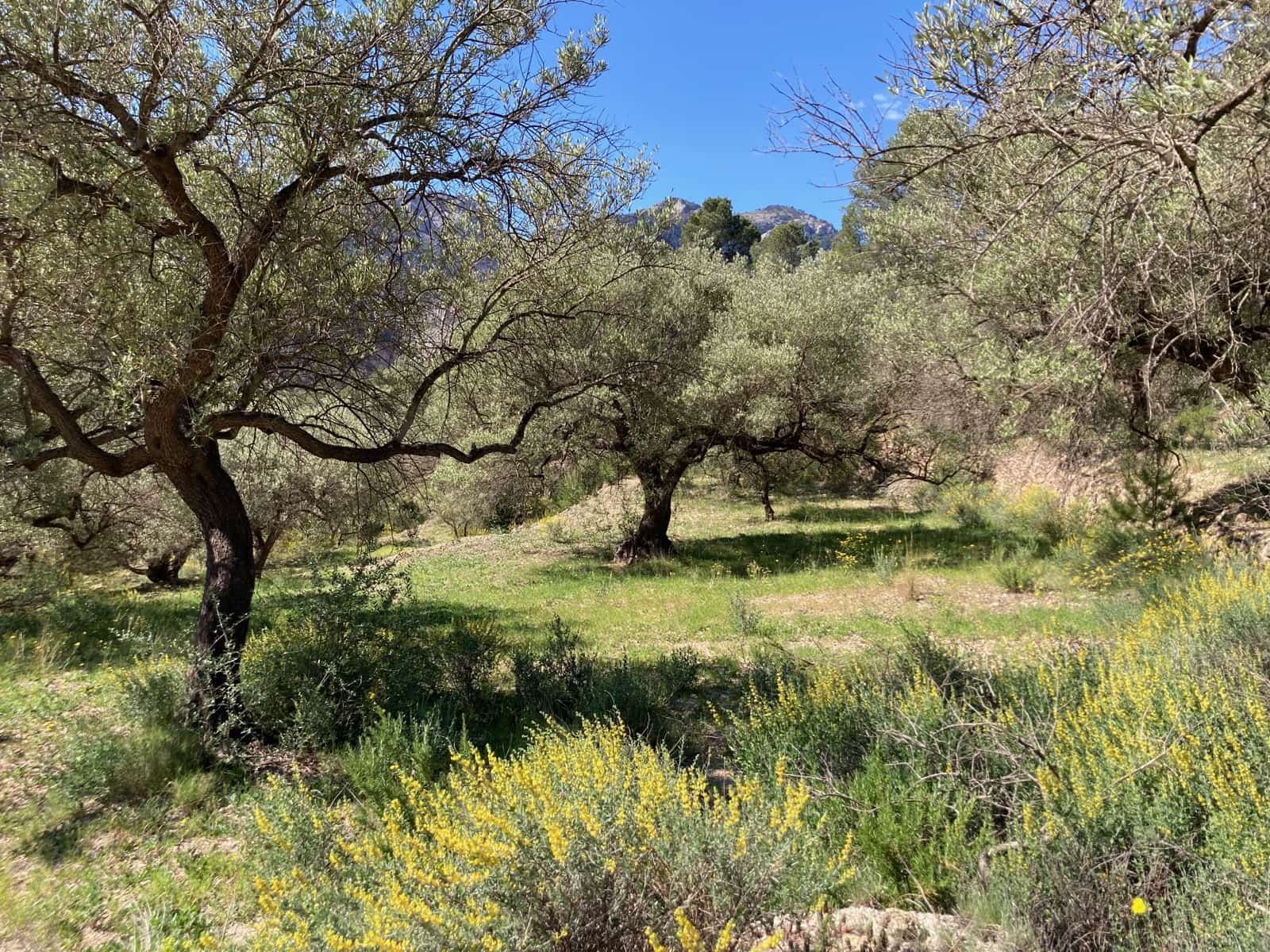 1 slaapkamer Finca/Landhuis te koop in El Perello - € 39.000 (Ref: 9870427)