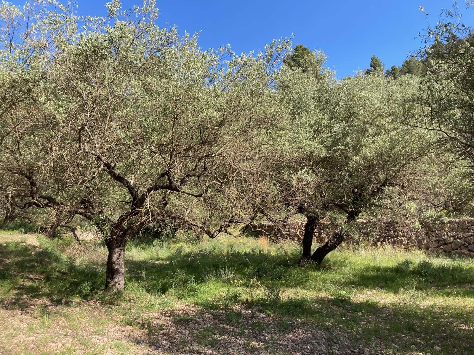 1 slaapkamer Finca/Landhuis te koop in El Perello - € 39.000 (Ref: 9870427)