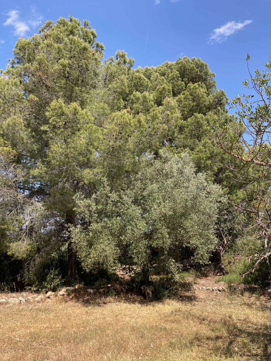 Finca/Casa Rural de 4 habitaciones en El Perelló en venta con piscina garaje - 199.000 € (Ref: 9870440)