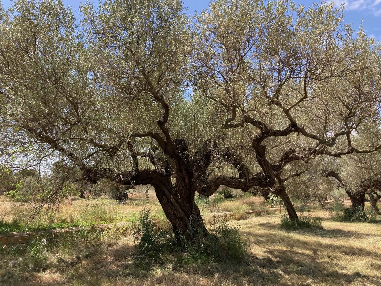 Finca/Casa Rural de 4 habitaciones en El Perelló en venta con piscina garaje - 199.000 € (Ref: 9870440)