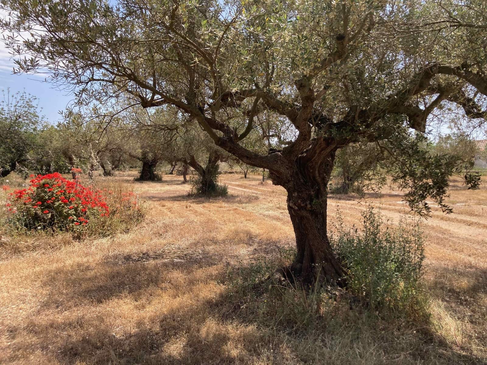 Finca/Casa Rural de 4 habitaciones en El Perelló en venta con piscina garaje - 199.000 € (Ref: 9870440)