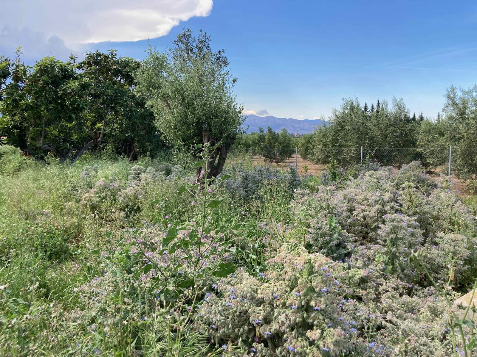 1 soverom Finca/Herregård til salgs i El Perello - € 35 000 (Ref: 9909793)