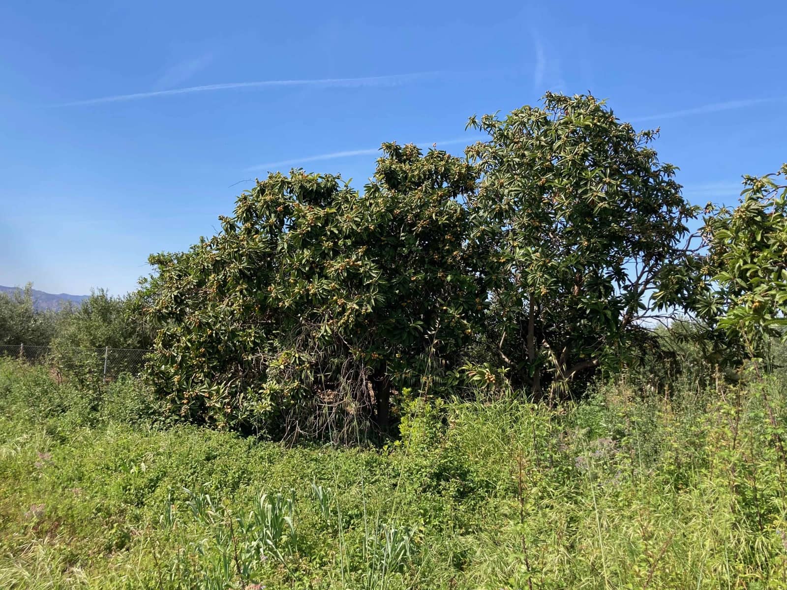 1 soverom Finca/Herregård til salgs i El Perello - € 35 000 (Ref: 9909793)