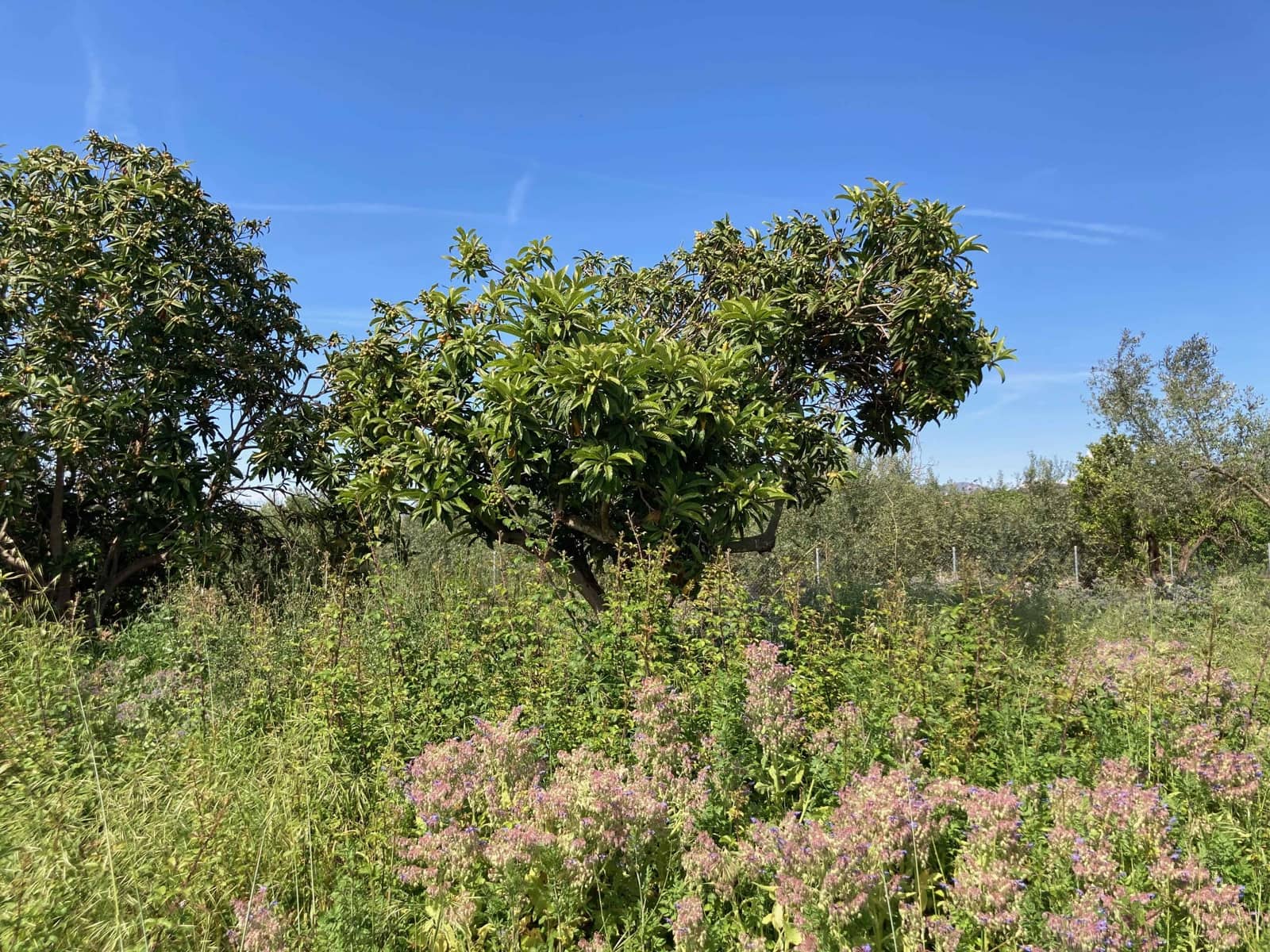 1 soverom Finca/Herregård til salgs i El Perello - € 35 000 (Ref: 9909793)