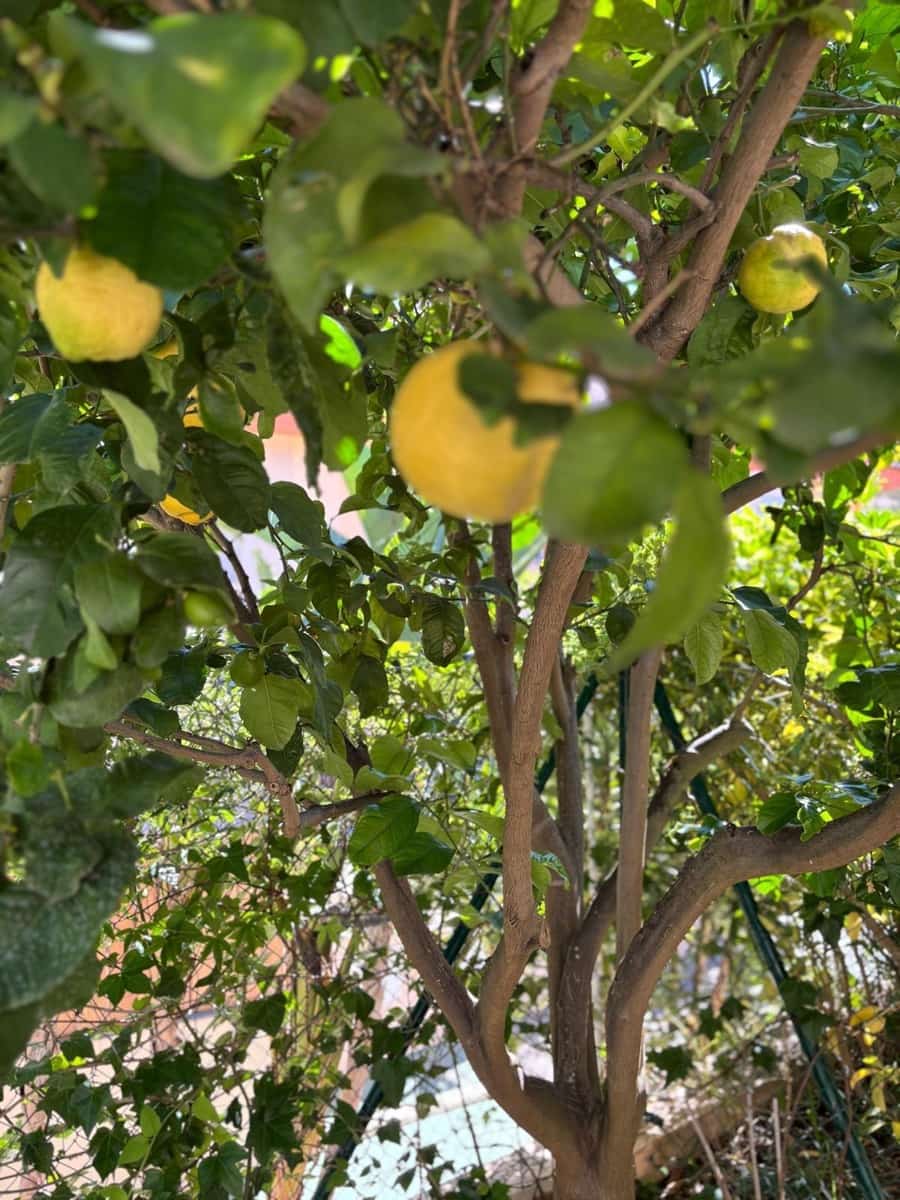 3 sovrum Semi-fristående Villa till salu i Mijas med pool garage - 495 000 € (Ref: 9599650)