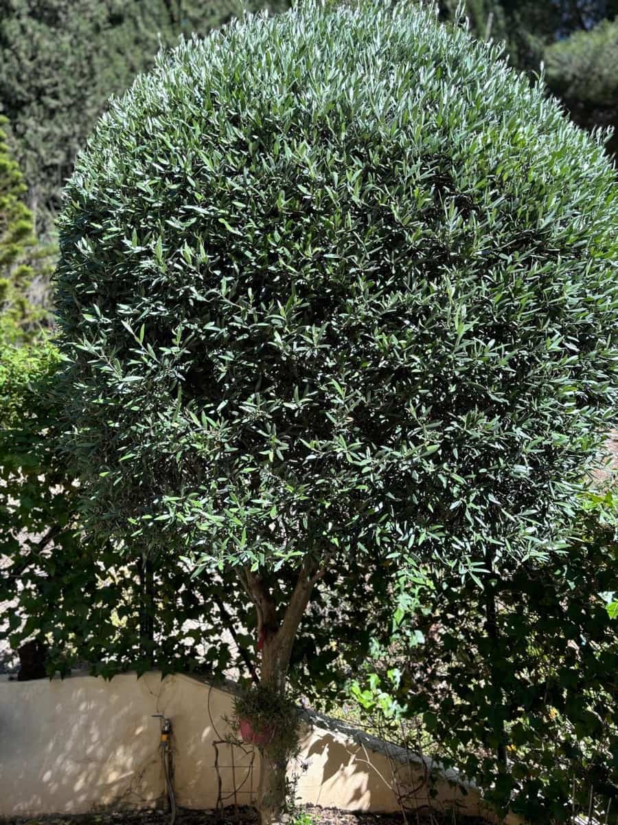 3 sovrum Semi-fristående Villa till salu i Mijas med pool garage - 495 000 € (Ref: 9599650)