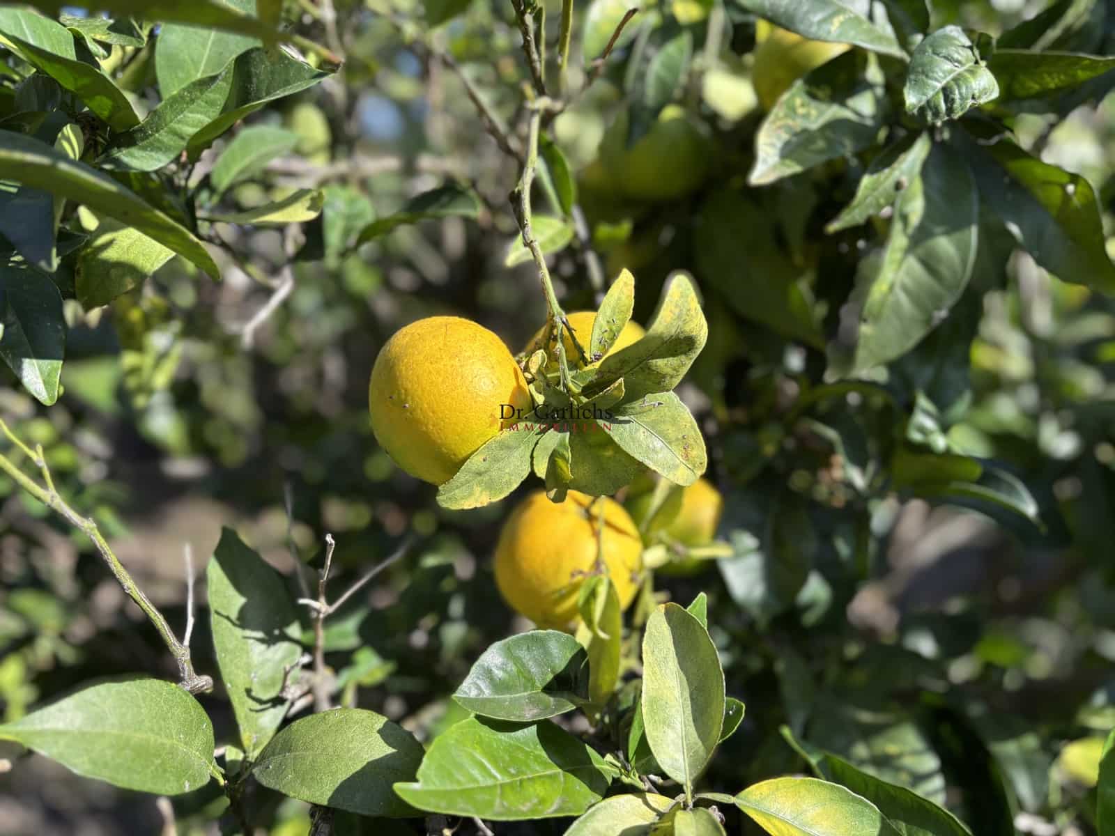 4 sovrum Hus till salu i Icod de los Vinos med pool garage - 690 000 € (Ref: 9450188)