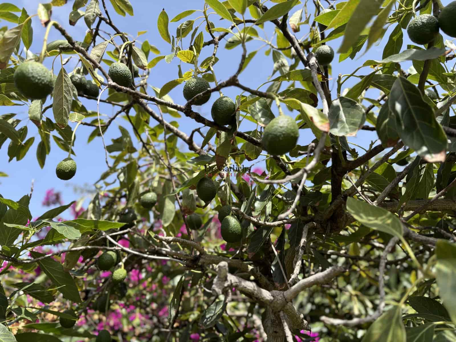 7 soverom Hus til salgs i Tegueste med garasje - € 950 000 (Ref: 9450189)