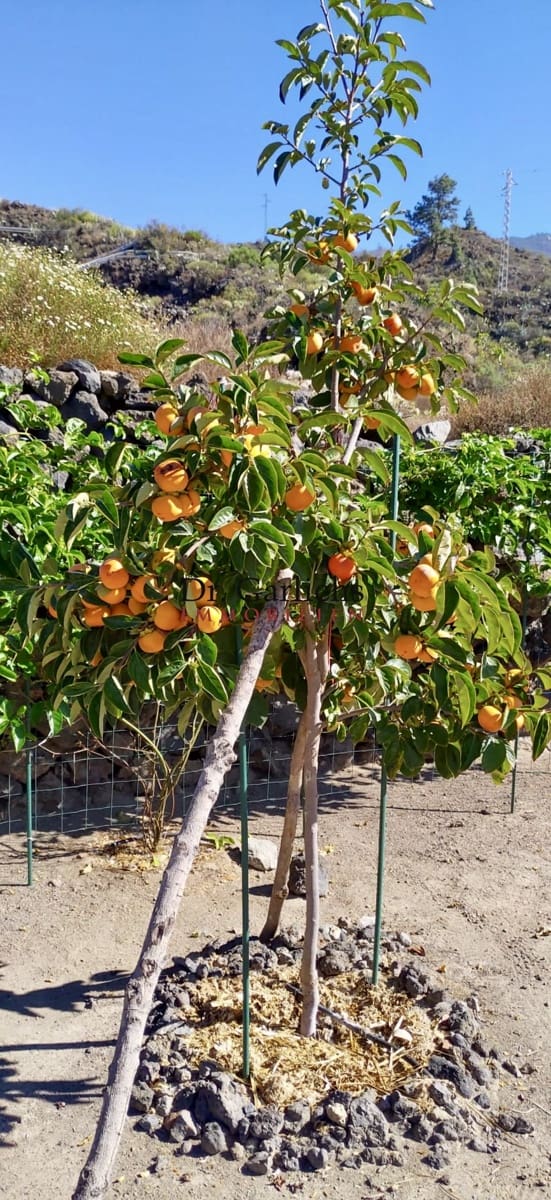 3 makuuhuone Omakotitalo myytävänä paikassa Guia de Isora mukana 
autotalli - 650 000 € (Ref: 9450582)