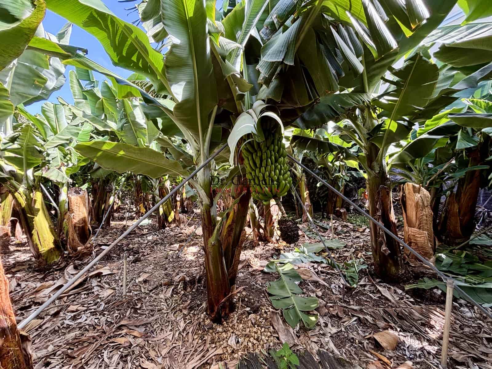 4 quarto Casa em Banda para venda em Guia de Isora com piscina garagem - 2 650 000 € (Ref: 9451560)