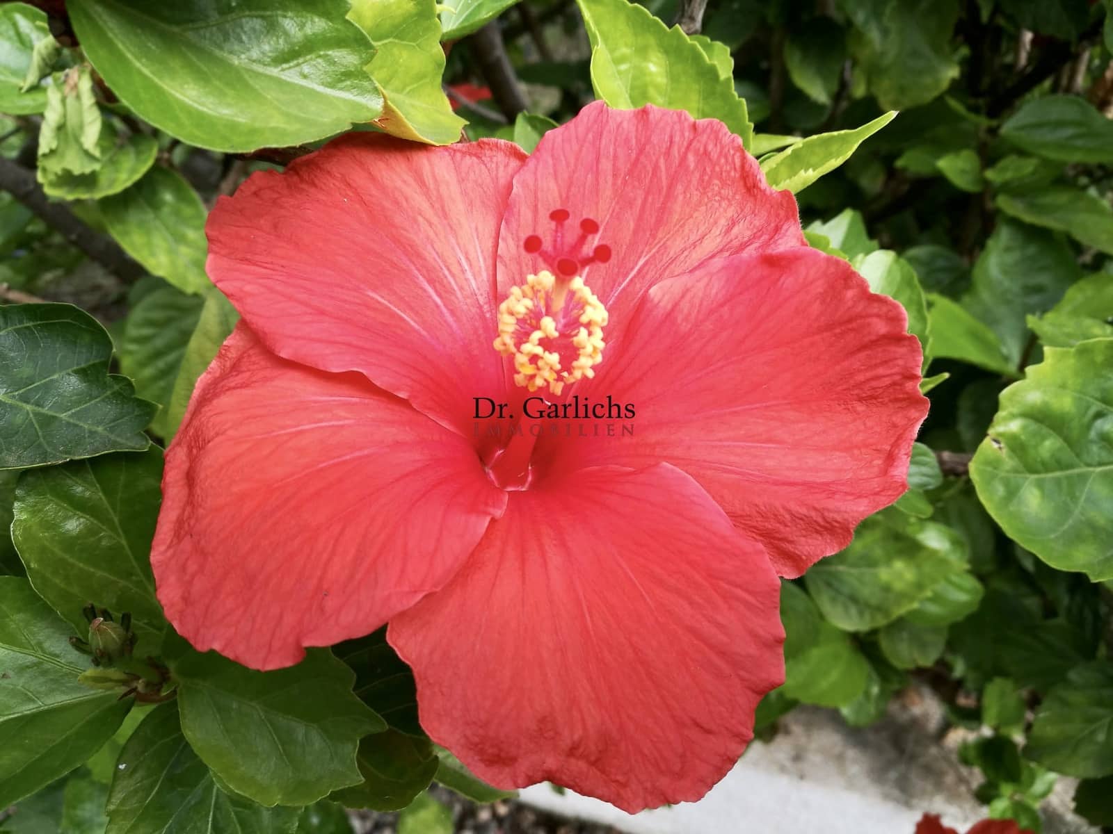 6 soveværelse Byhus til salg i La Orotava med swimmingpool garage - € 1.300.000 (Ref: 9452361)