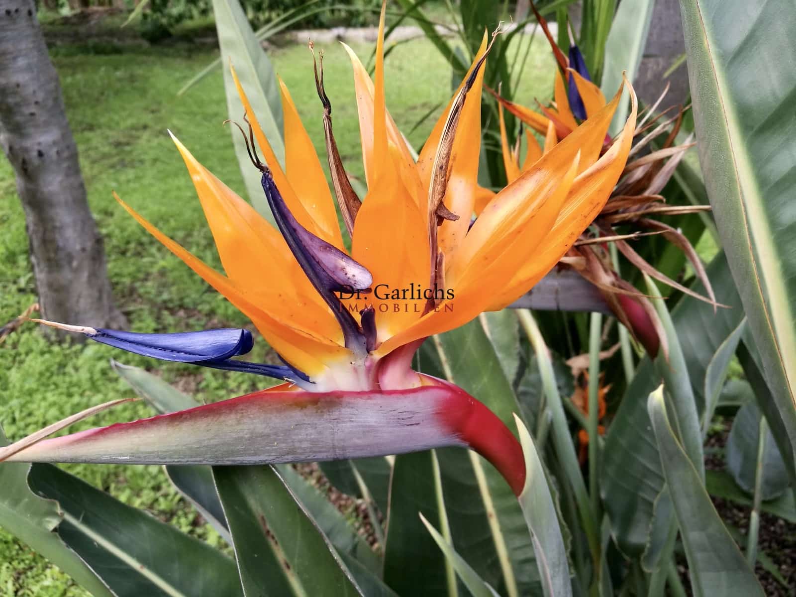 6 soveværelse Byhus til salg i La Orotava med swimmingpool garage - € 1.300.000 (Ref: 9452361)