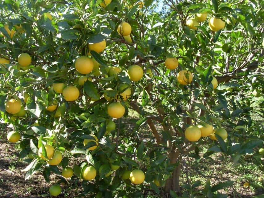 Bungalow te koop in La Orotava met garage - € 570.000 (Ref: 9685892)