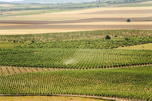 4 soverom Finca/Herregård til salgs i Jumilla med garasje - € 3 000 000 (Ref: 9438018)