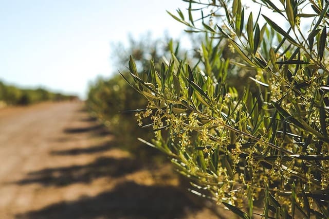 4 soverom Finca/Herregård til salgs i Jumilla med garasje - € 3 000 000 (Ref: 9438018)