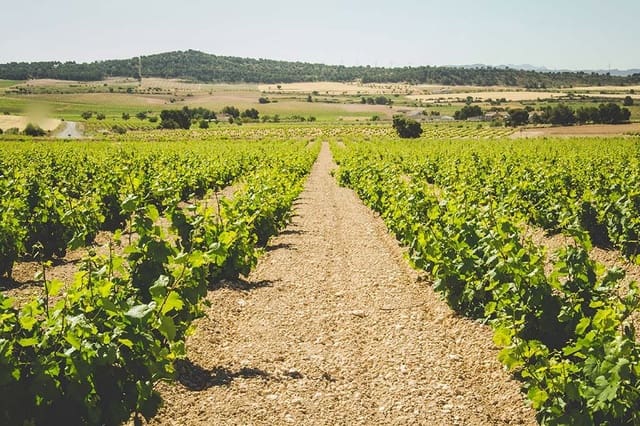 4 soverom Finca/Herregård til salgs i Jumilla med garasje - € 3 000 000 (Ref: 9438018)