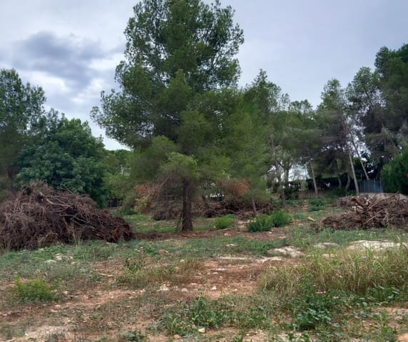 Terreno Non Edificato in vendita in Alberic - 70.000 € (Rif: 10062723)