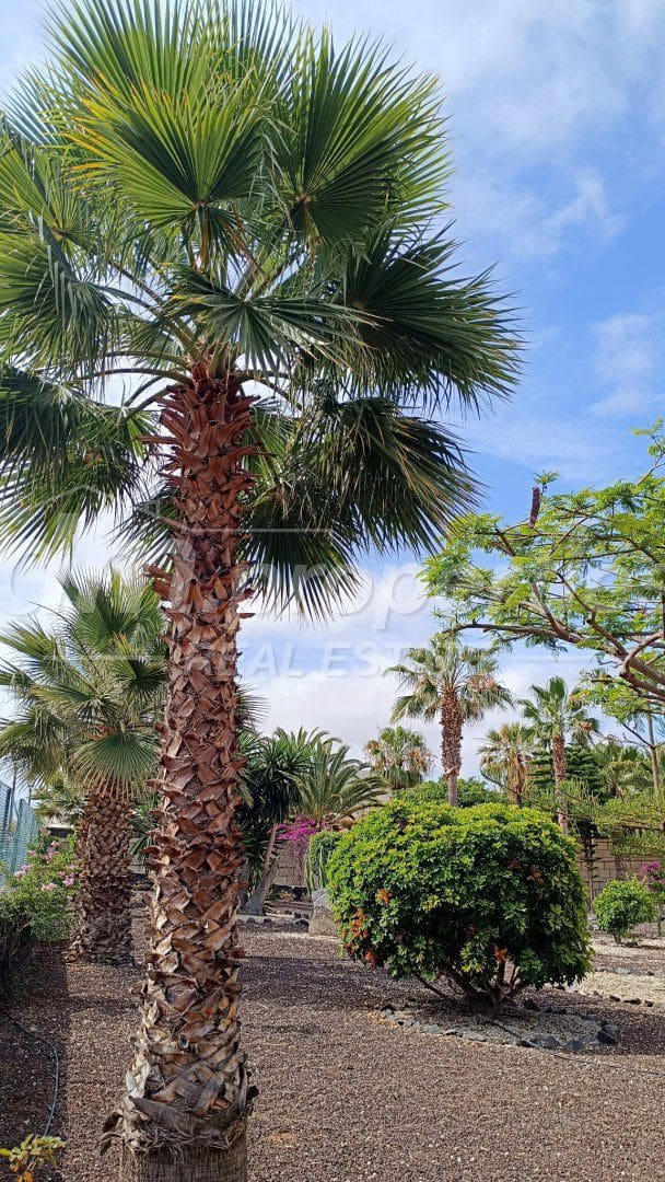 1 bedroom Apartment for sale in Chayofa with garage - € 298,000 (Ref: 9859669)