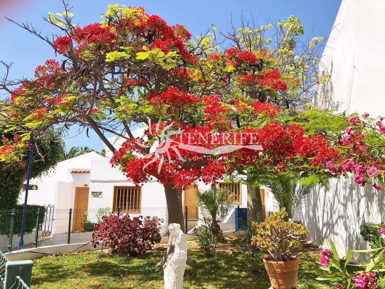 1 chambre Appartement à vendre à Costa Adeje - 320 000 € (Ref: 9733854)