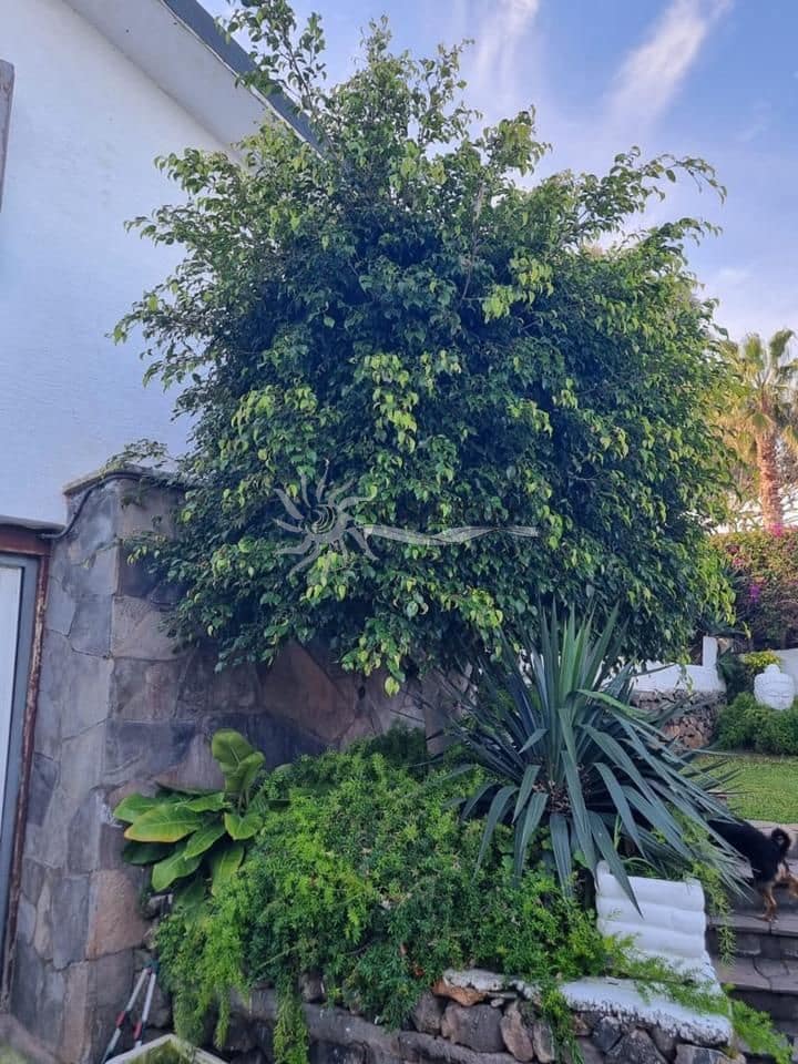 2 quarto Moradia para venda em Tacoronte com piscina garagem - 395 000 € (Ref: 9815247)