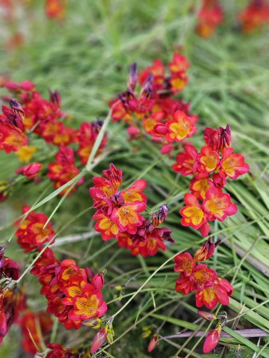 9 slaapkamer Finca/Landhuis te koop in Algaida met zwembad garage - € 999.999 (Ref: 9444961)