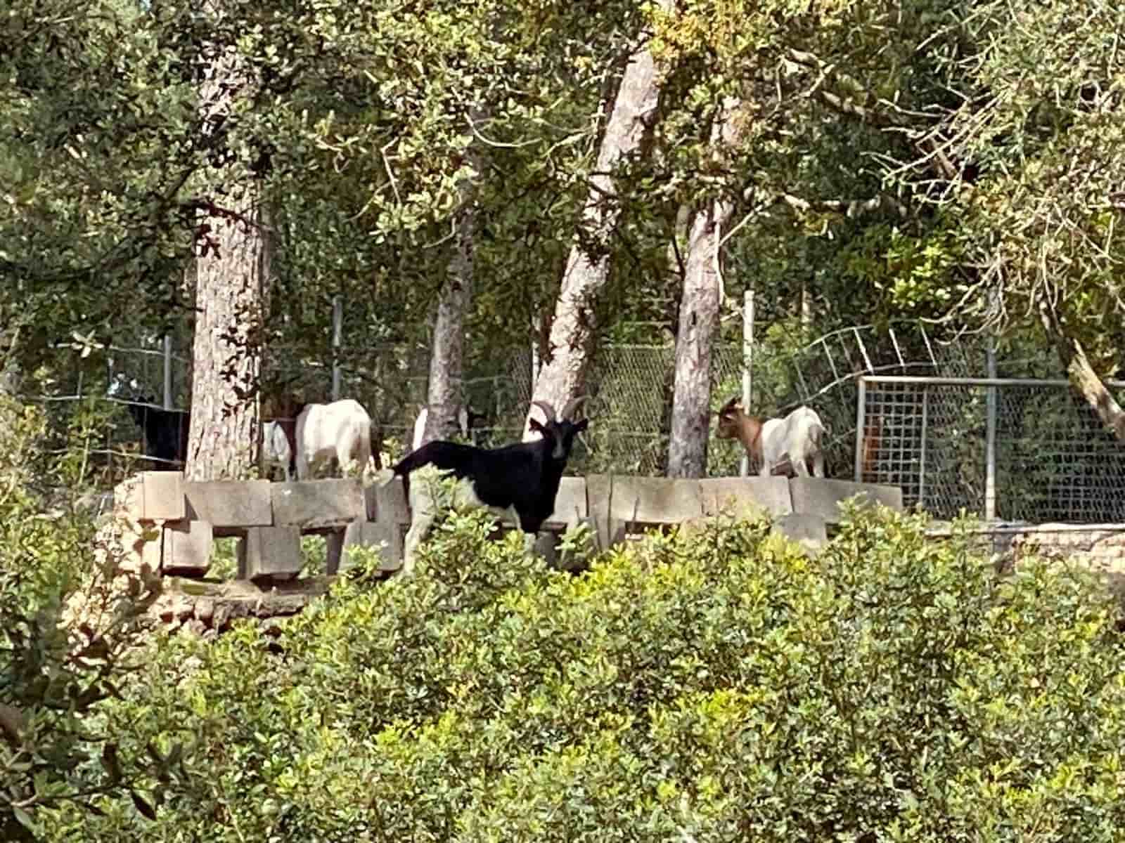 9 slaapkamer Finca/Landhuis te koop in Algaida met zwembad garage - € 999.999 (Ref: 9444961)