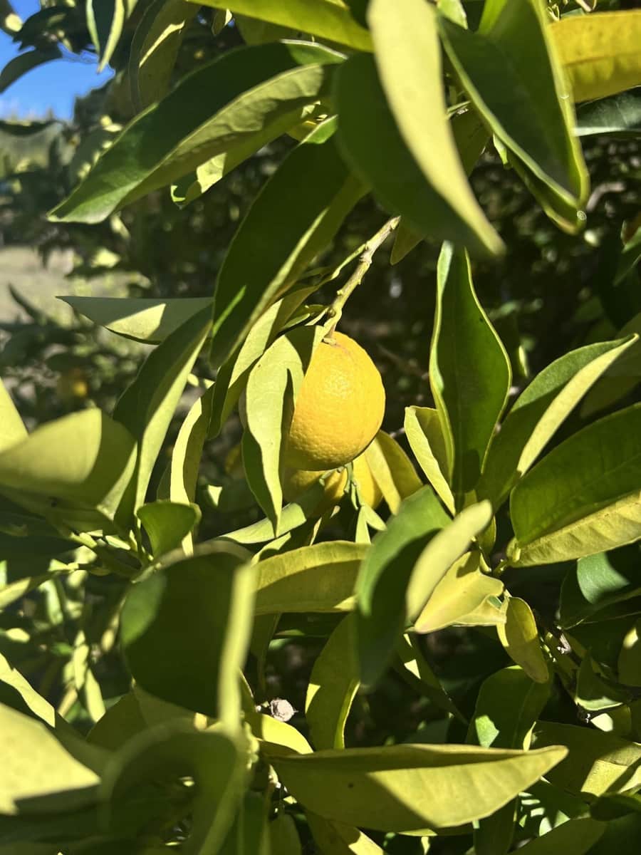 3 sypialnia Finka/Dom wiejski na sprzedaż w Cancelada - 525 000 € (Ref: 9479835)