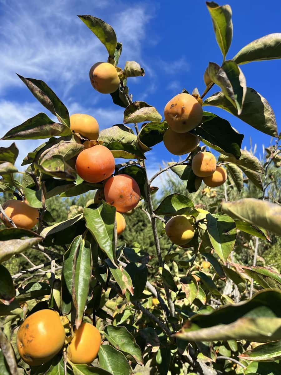 3 sypialnia Finka/Dom wiejski na sprzedaż w Cancelada - 525 000 € (Ref: 9479835)