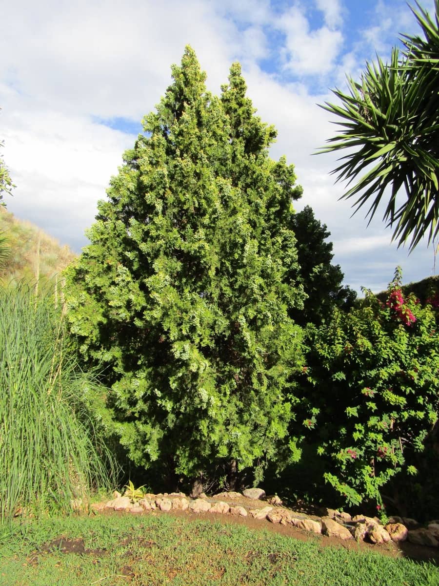 Chalet de 6 habitaciones en Málaga ciudad en venta con piscina garaje - 1.290.000 € (Ref: 9540317)