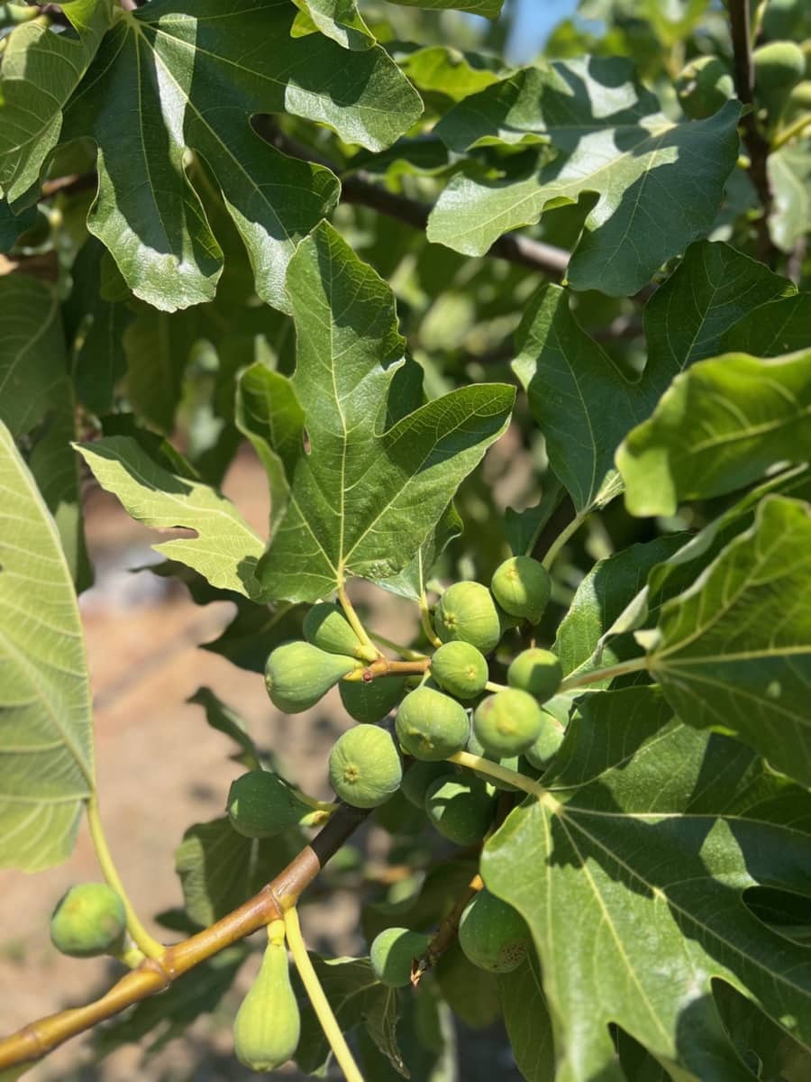 3 soveværelse Villa til salg i Estepona med swimmingpool - € 1.395.000 (Ref: 9540392)