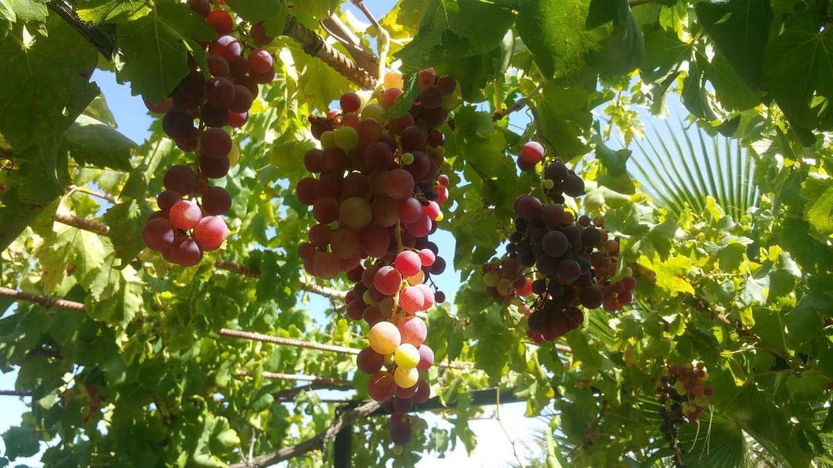 6 soveværelse Finca/Landehus til salg i Alhaurin de la Torre med swimmingpool - € 999.000 (Ref: 9540509)