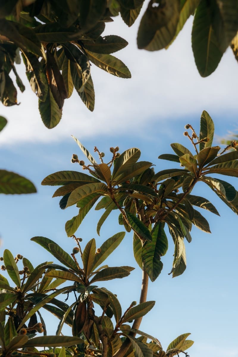 2 chambre Maison de Ville à vendre à New Golden Mile avec piscine - 525 000 € (Ref: 9601236)