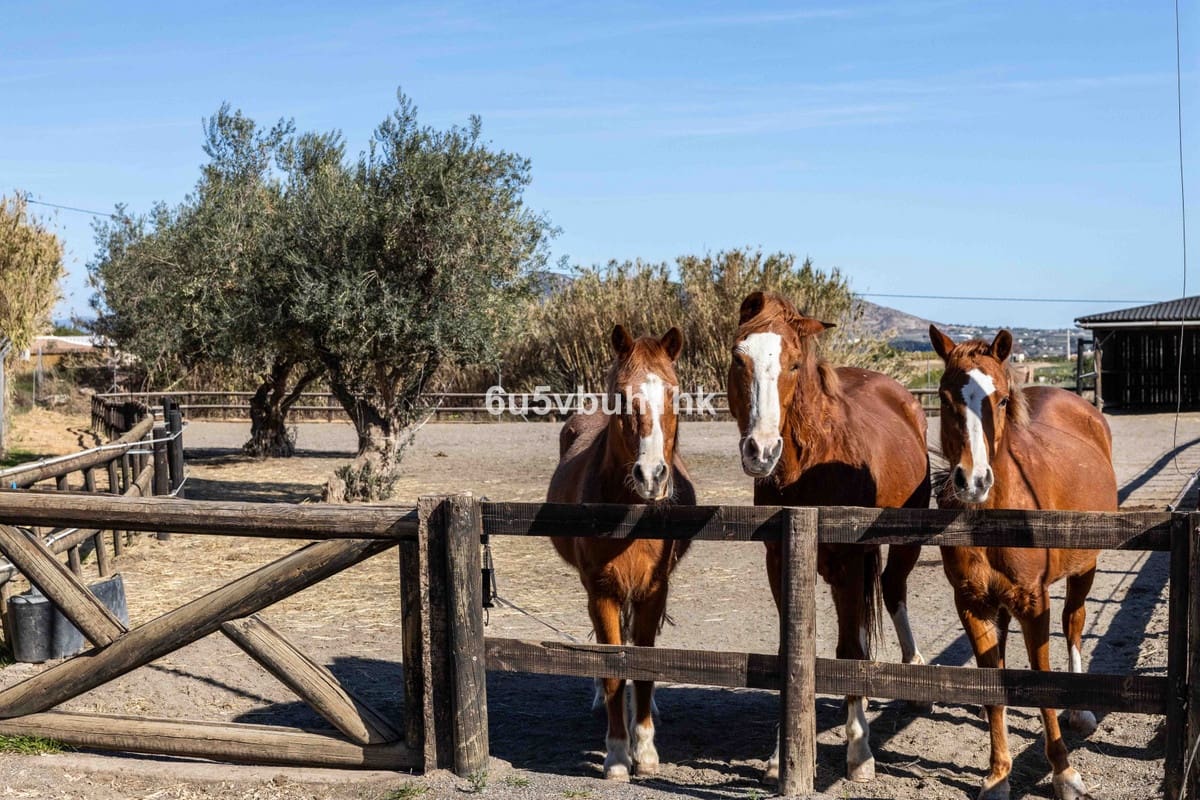 Finca/Casa Rural de 4 habitaciones en Alhaurín el Grande en venta con piscina - 999.000 € (Ref: 9677358)