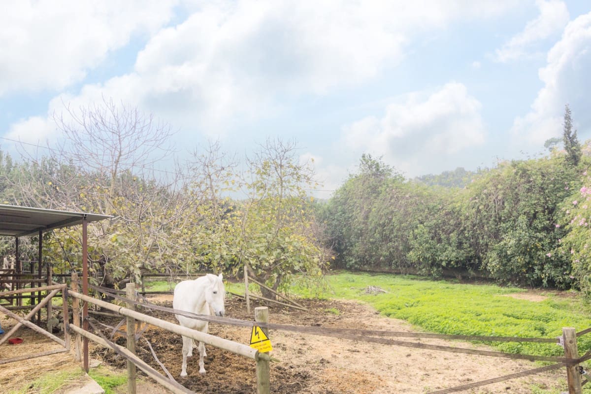 3 chambre Finca/Maison de Campagne à vendre à El Padron avec piscine garage - 695 000 € (Ref: 9701565)